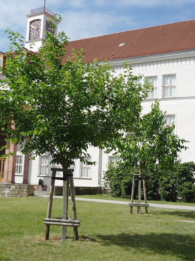 Gesamtschule, Brandenburg